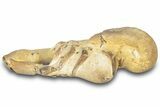 Fossil Mud Lobster (Thalassina) - Gunn Poin, Australia #307734-2